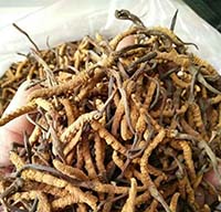 张昊焱
